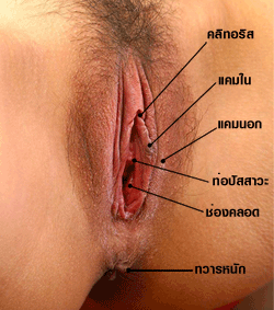 Click for Large